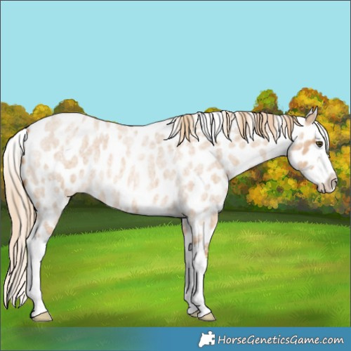 Horse Color:Red Dun Roan Splash Appaloosa 