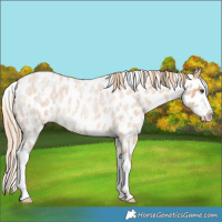 Horse Color:Red Dun Roan Splash Near Leopard 