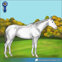 Horse Color:White Spotted Bay Appaloosa
