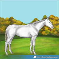 Horse Color:Smoky Grullo Varnish Rabicano