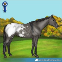 Horse Color:Grullo Snowcap 