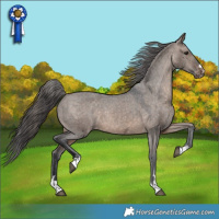 Horse Color:Brown Dun Appaloosa 