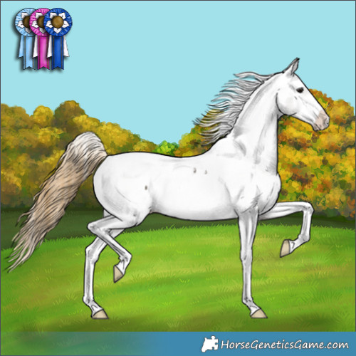 Horse Color:Smoky Grullo Appaloosa 