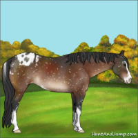 Horse Color:Brown Sabino Snowflake Varnish 