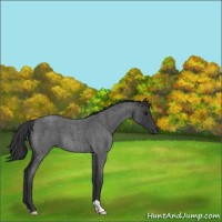 Horse Color:Blue Roan 