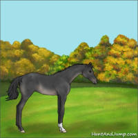 Horse Color:Blue Roan 