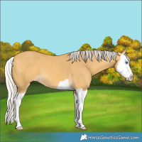 Horse Color:Silver Buckskin Dun Splash 
