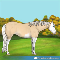 Horse Color:Silver Buckskin Dun Splash 