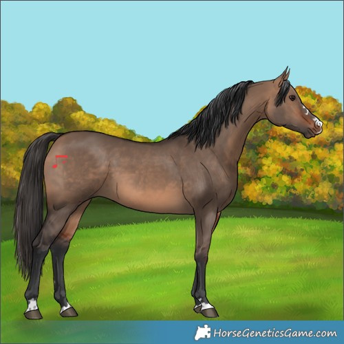 Horse Color:Bay Dun 