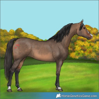 Horse Color:Bay Dun 