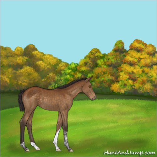 Horse Color:Buckskin Tobiano 