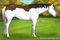 Horse Color:Bay Splash 