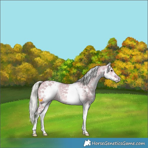 Horse Color:Watercolor White Spotted Silver Bay Dun Rabicano 