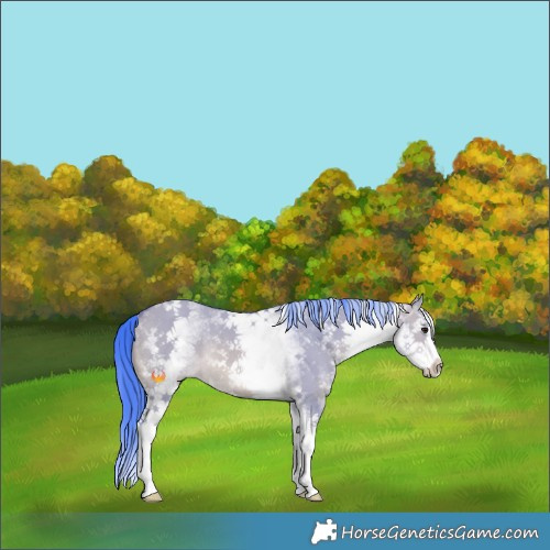 Horse Color:Watercolor White Spotted Brown Dun Splash Rabicano 