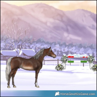 Horse Color:Silver Brown Rabicano 