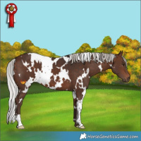 Horse Color:White Spotted Silver Brown