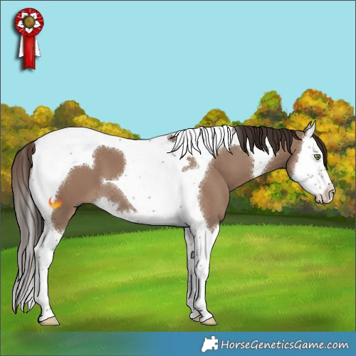 Horse Color:White Spotted Liver Red Dun Splash Tobiano