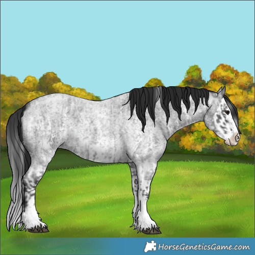Horse Color:Blue Roan Sabino Splash  and Gray Blue Roan Sabino Splash 