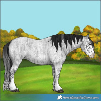 Horse Color:Blue Roan Sabino Splash  and Gray Blue Roan Sabino Splash 