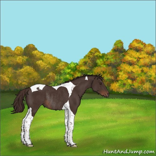 Horse Color:Liver Chestnut Tobiano Rabicano 