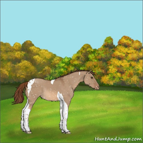 Horse Color:Red Dun Tobiano Appaloosa Rabicano 