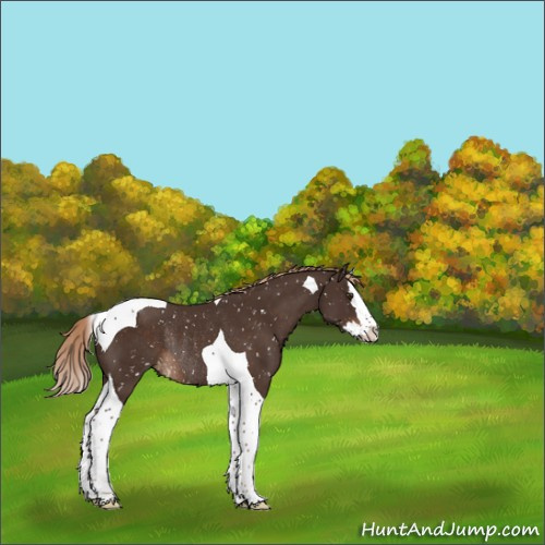 Horse Color:Liver Chestnut Sabino Splash Tobiano Appaloosa Rabicano 