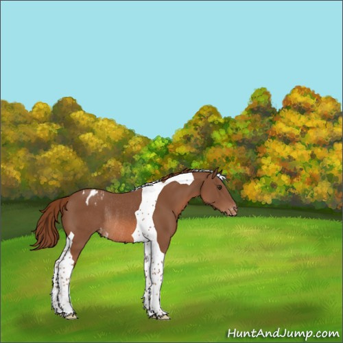 Horse Color:Chestnut Tobiano Appaloosa Rabicano 