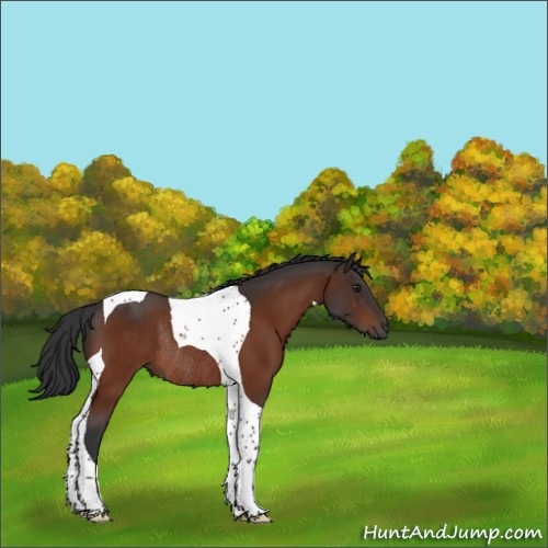 Horse Color:Brown Tobiano Rabicano 
