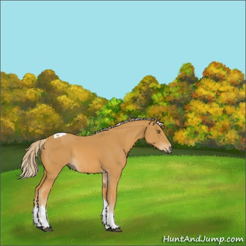 Horse Color:Palomino Tobiano Rabicano 