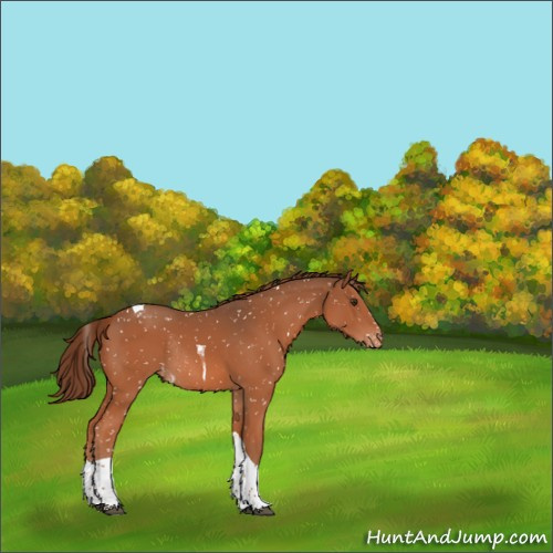 Horse Color:Chestnut Tobiano Appaloosa Rabicano 