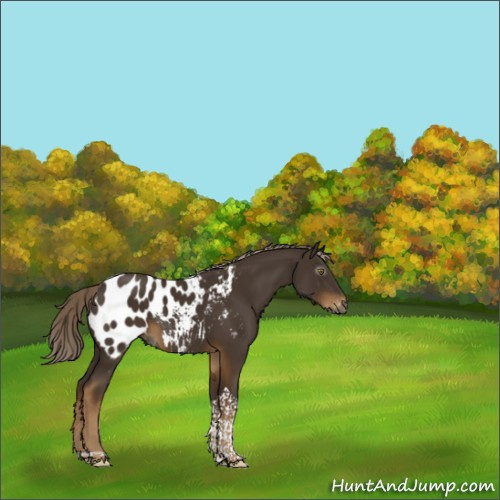 Horse Color:Gray Chocolate Palomino Tobiano Appaloosa Rabicano 