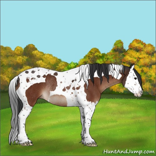 Horse Color:Bay Splash Tobiano Rabicano 