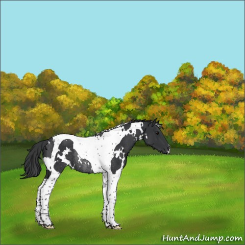 Horse Color:White Spotted Black Tobiano Rabicano 
