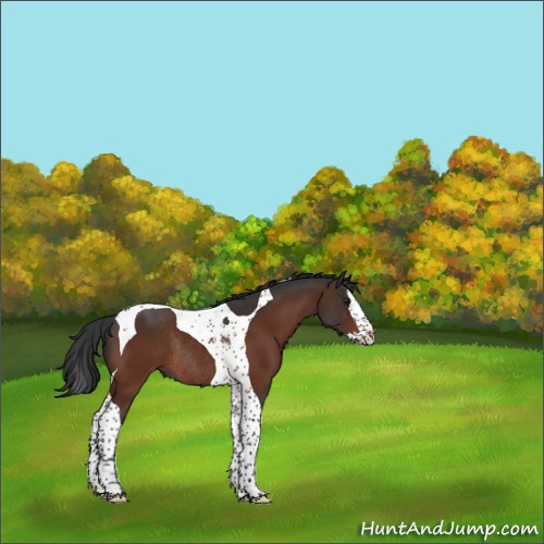 Horse Color:Brown Splash Tobiano Rabicano 