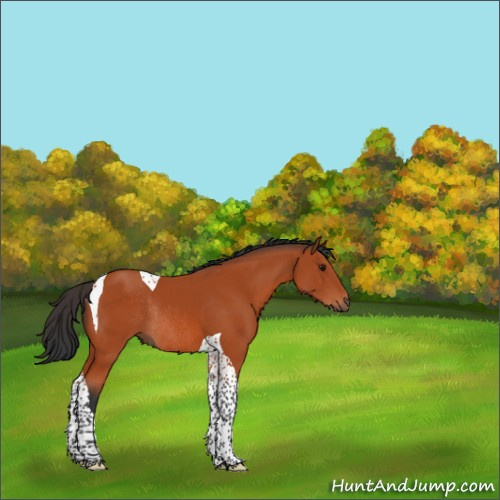 Horse Color:Bay Sabino Tobiano Rabicano 