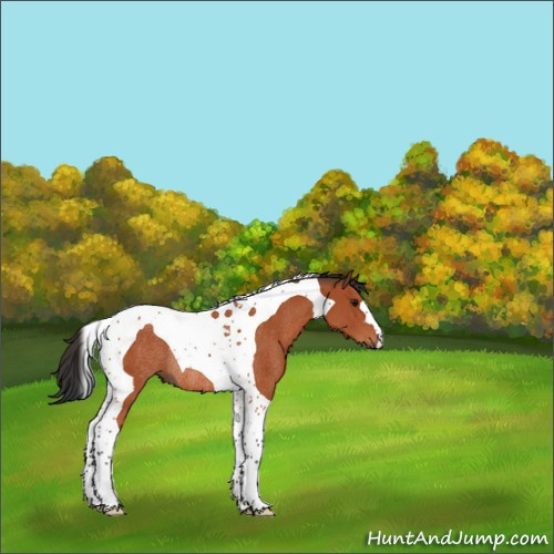Horse Color:Bay Tobiano Rabicano 