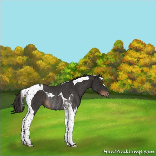 Horse Color:Liver Chestnut Tobiano Rabicano 