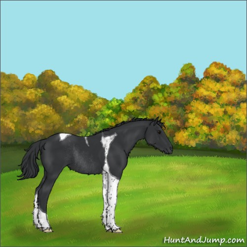 Horse Color:Black Tobiano Rabicano 