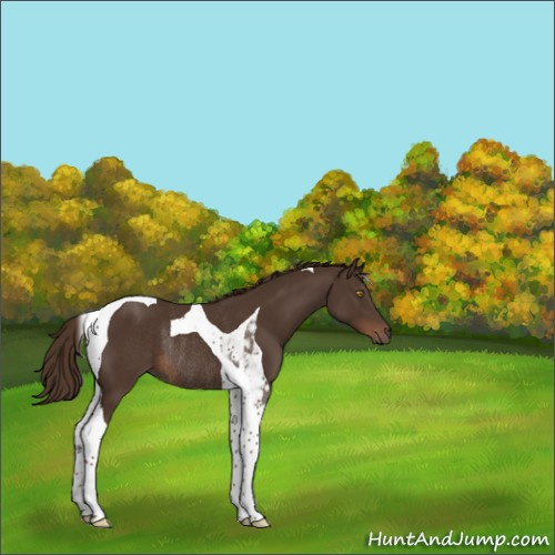 Horse Color:Liver Chestnut Tobiano Rabicano 