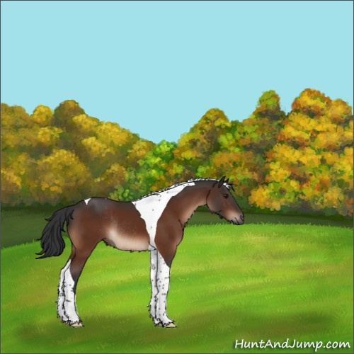 Horse Color:Brown Tobiano Rabicano 