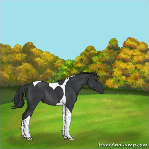Horse Color:Black Tobiano Rabicano 