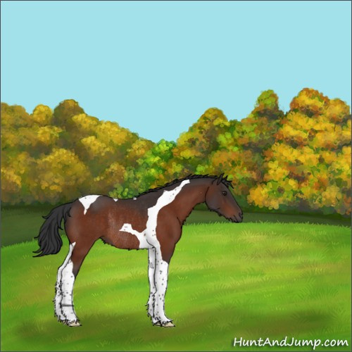Horse Color:Brown Tobiano Rabicano 
