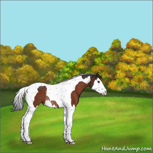 Horse Color:Bay Splash Tobiano Rabicano 