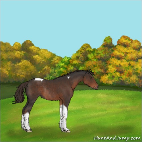 Horse Color:Liver Chestnut Tobiano Rabicano 