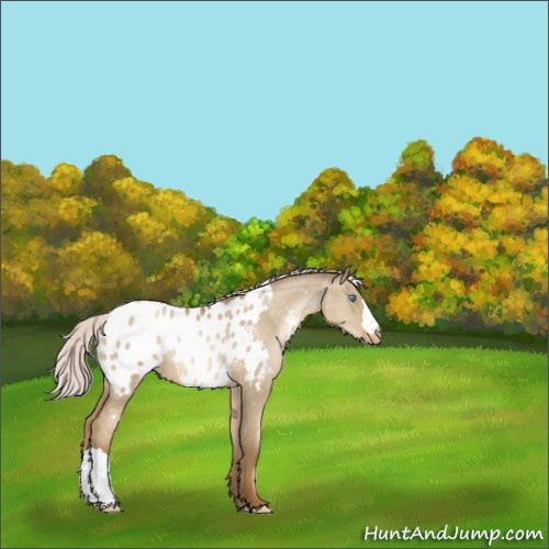Horse Color:Silver Smoky Grullo Pearl Appaloosa Rabicano 