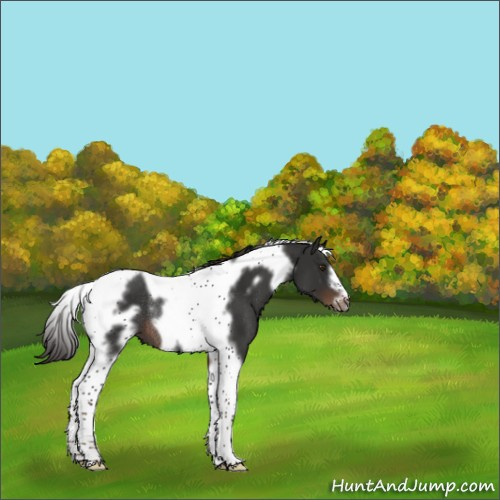 Horse Color:Liver Chestnut Tobiano Frame Rabicano 