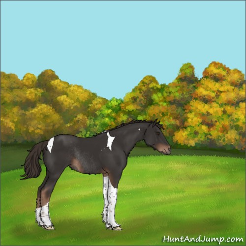 Horse Color:Liver Chestnut Tobiano Rabicano 