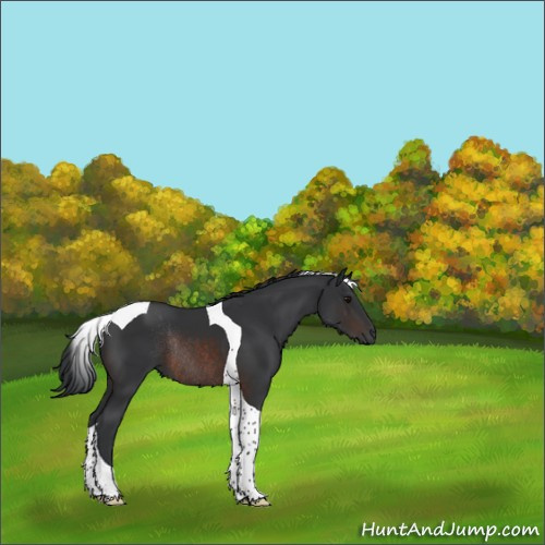 Horse Color:Brown Tobiano Rabicano 