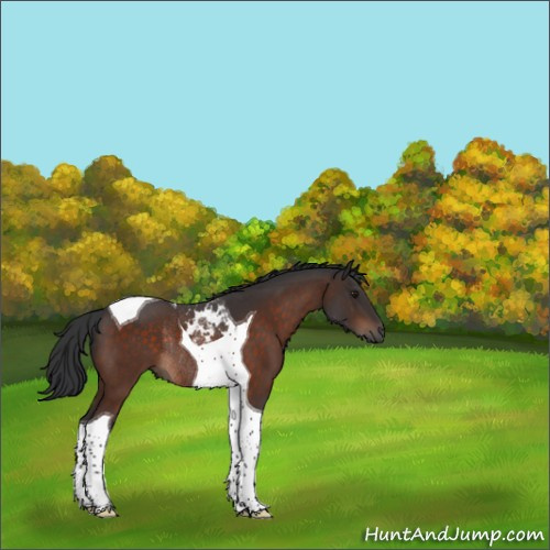 Horse Color:Brown Tobiano Rabicano 
