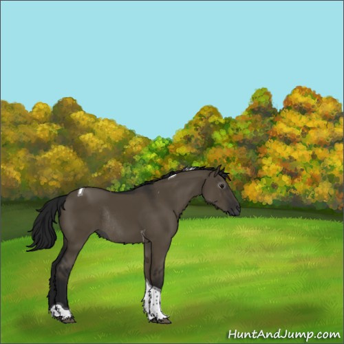 Horse Color:Gray Smoky Grullo Tobiano Rabicano 